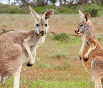 Rejser til Australien - Rejsecenter Djursland