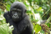gorilla-1541424_640 Abe - Rejsecenter Djursland
