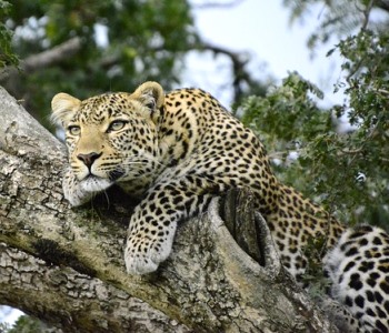 Leopard - Safari - Kenya - Rejsecenter Djursland