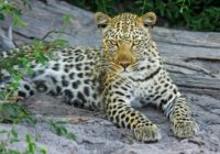 leopard-515508_640 Leopard - Safari i Afrika - Rejsecenter Djursland