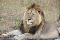 lion-2357166_640 Løve - Safari - Afrika - Rejsecenter Djursland