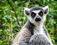 ring-tailed-lemur-874667_640 Lemur, Afrika - Rejsecenter Djursland