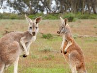 Kangaroos Kænguru, Australien - Rejsecenter Djursland
