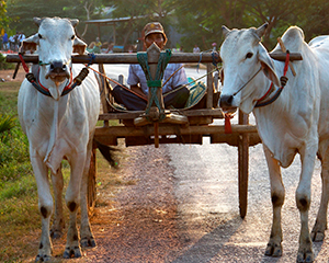 Battambang med www.rejsecenterjdjursland.dk