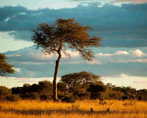 Victoria Falls og Hwange - www.rejsecenterdjursland.dk