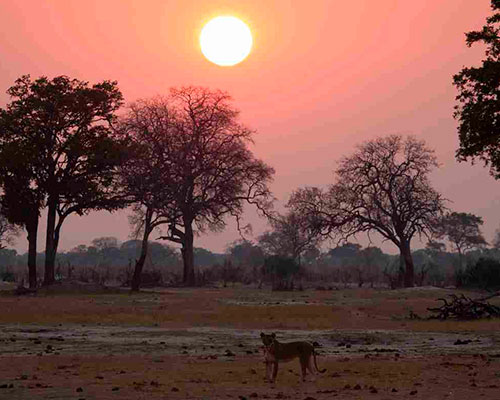 Victoria Falls og Hwange - www.rejsecenterdjursland.dk