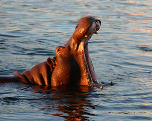 Zambezi-floden - www.rejsecenterdjursland.dk