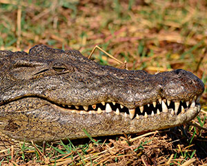 Victoria Falls og Chobe - www.rejsecenterdjursland.dk