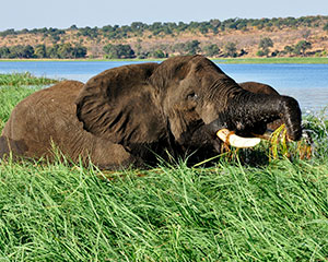 Victoria Falls og Chobe - www.rejsecenterdjursland.dk