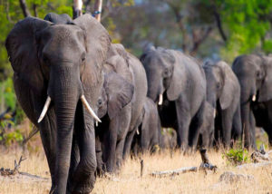 Safari i Zimbabwe