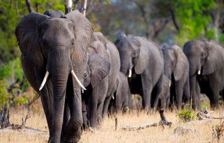 Victoria Falls & Chobe, Zimbabwe og Botswana med Rejsecenter Djursland
