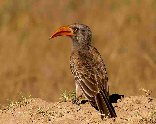 Victoria Falls og Hwange - www.rejsecenterdjursland.dk