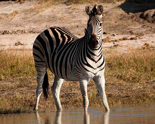 Victoria Falls og Hwange - www.rejsecenterdjursland.dk