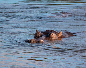 Okavango-deltaet - www.rejsecenterdjursland.dk