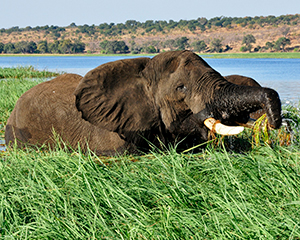 Chobe-floden - www.rejsecenterdjursland.dk