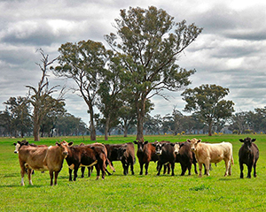 Kør selv ferie i Australien - www.rejsecenterdjursland.dk