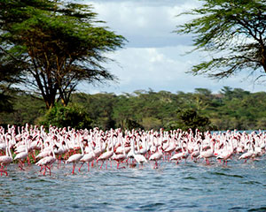 safari i Kenya - www.rejsecenterdjursland