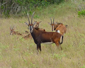 Safari i kenya med www.rejsecenterdjursland.dk