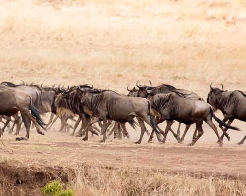 Elefant safari i kenya - www.rejsecenterdjursland.dk