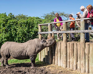 safari i Kenya - www.rejsecenterdjursland