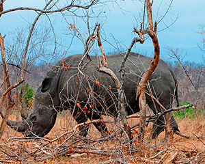safari i Sydafrika - www.rejsecenterdjursland.dk