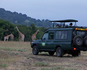 safari i Kenya - www.rejsecenterdjursland