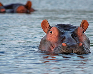 Kruger Sydafrika - www.rejsecenterdjursland.dk
