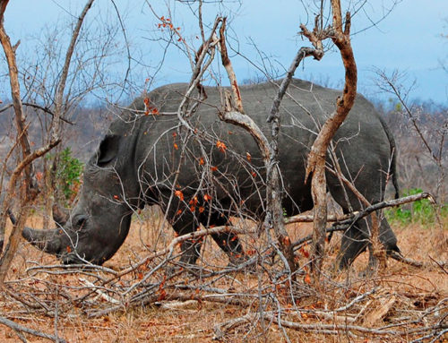 Big 5 i Kruger Nationalpark
