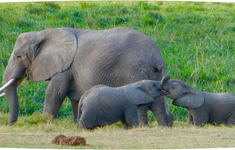 Østafrika | Safari i Kenya | Rejsecenter Djursland