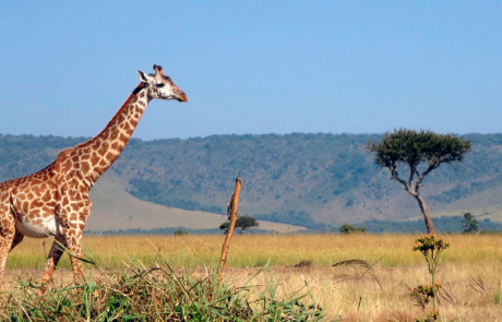 Familiesafari i Kenya