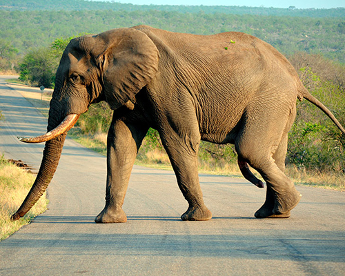 Safari i Kruger Nationalpark - www.rejsecenterdjursland.dk