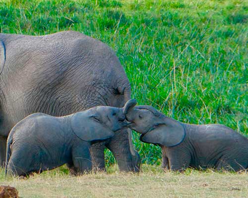 Elefant safari i Kenya - www.rejsecenterdjursland.dk