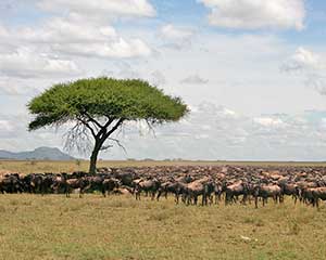 Klassisk safari i Serengeti med www.rejsecenterdjursland.dk