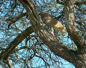 Klassisk safari i Serengeti med www.rejsecenterdjursland.dk