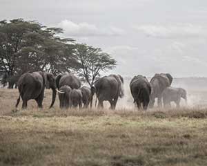 Safari i Masaii Mara Ol Kinyei Kenya - www.rejsecenterdjursland.dk