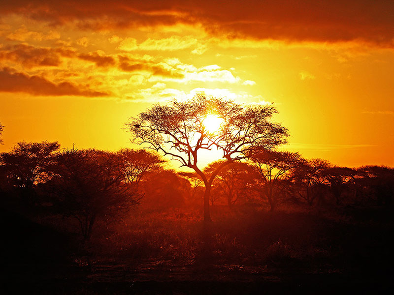 Rejs individuelt | Safari i Afrika med www.rejsecenterdjursland.dk