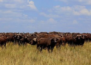 safari i serengeti med www.rejsecenterdjursland.dk
