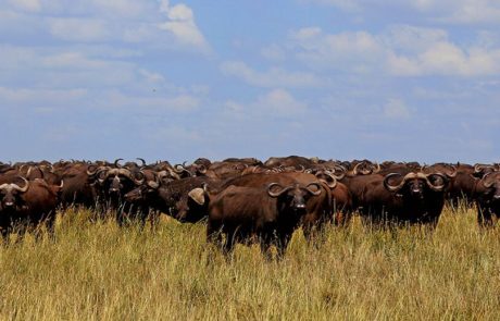 Østafrika | safari i serengeti med www.rejsecenterdjursland.dk