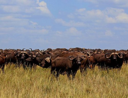 Den store migration på Serengeti