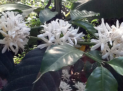 Kaffebusken i blomst dufter himmelsk Kaffebuske i blomst - www.rejsecenterdjursland.dk