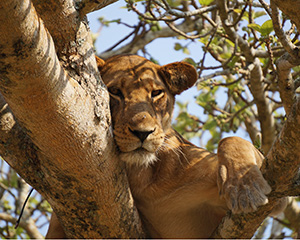 Lake Manyara National Park - træklatrende løver. Mød dem på vores grupperejser. 