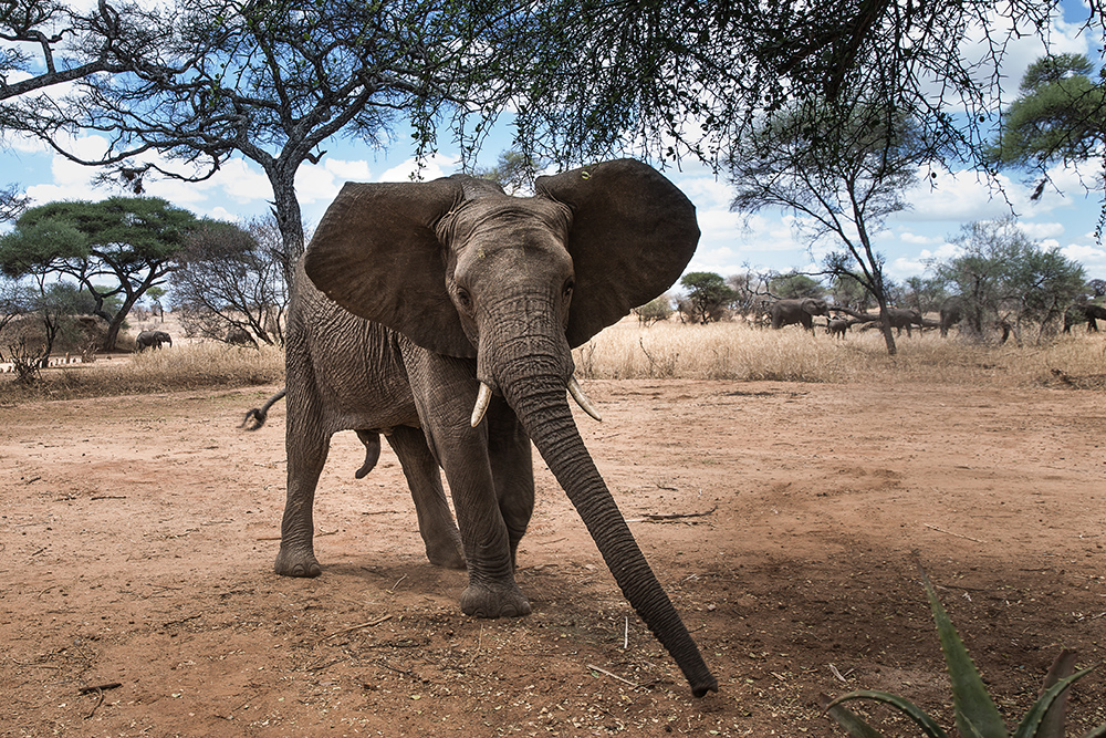 elefant Safari & Rejser til det sydlige Afrika | Rejsecenter Djursland