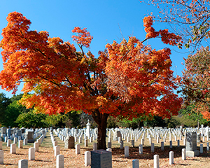 Arlington - USA’s østkyst i bil eller tog