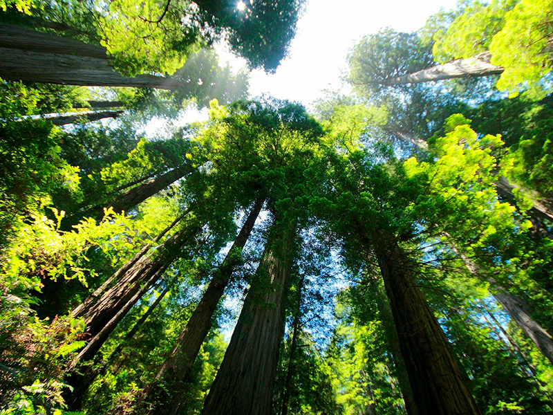 Sequoia nationalpark - Californien Rundt
