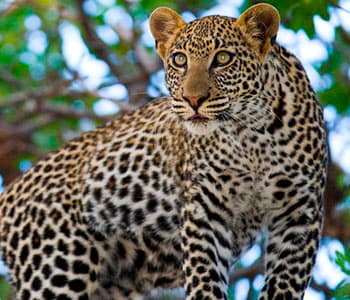 Safari-rejser til Afrika, Badeferie i Afrika, Individuelle rejser til Afrika - Vi er dit rejsebureau!
